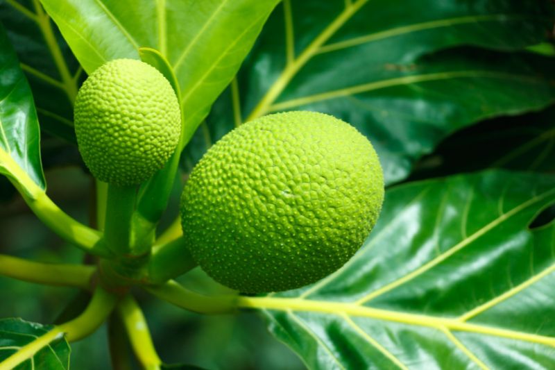 Fresh Breadfruit