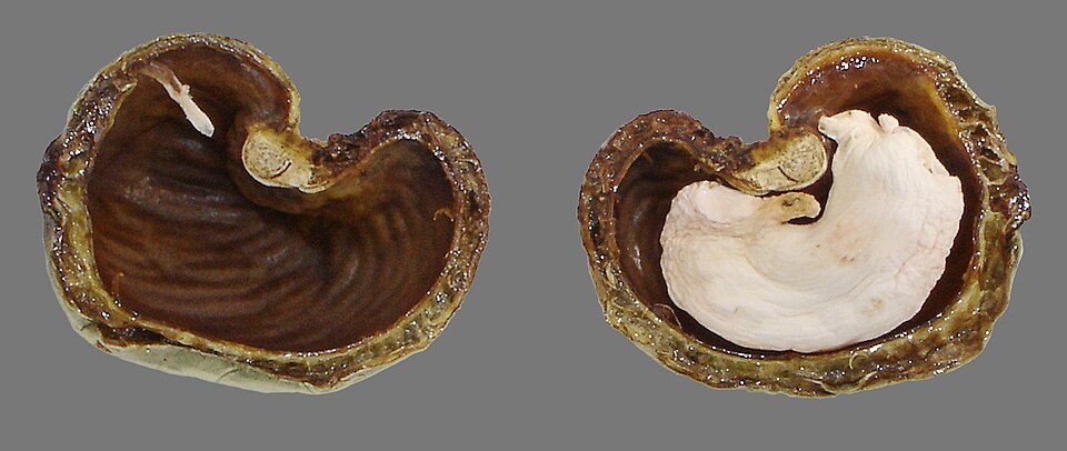 Cashew Nut Shell Liquid (CNSL)