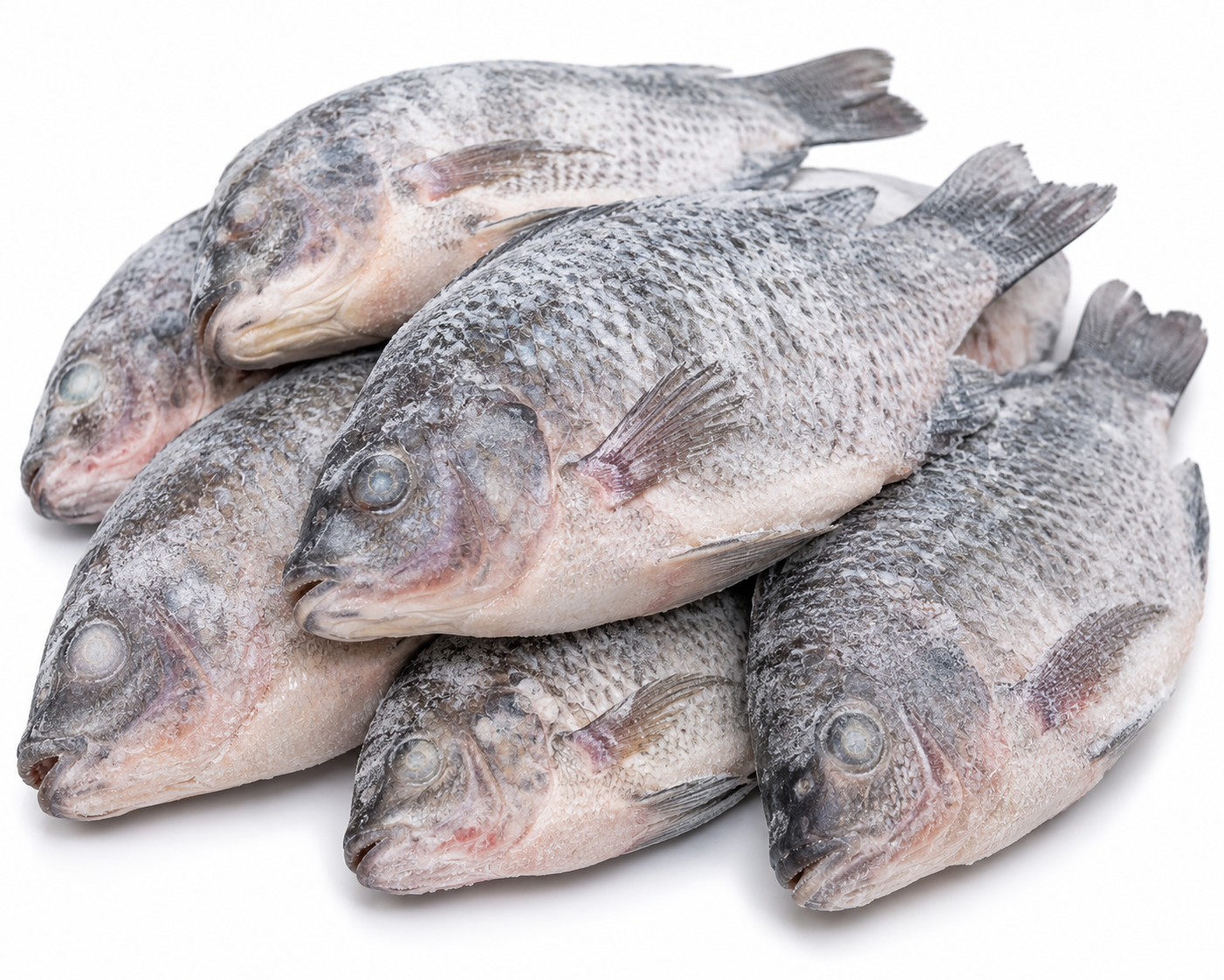 Frozen Fish