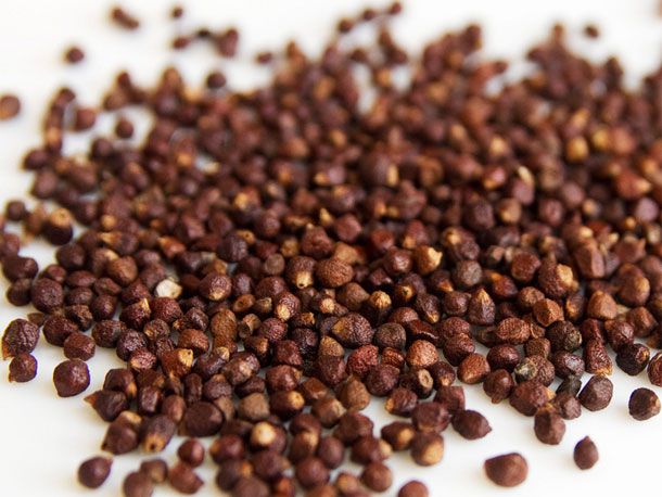 Grains of Paradise