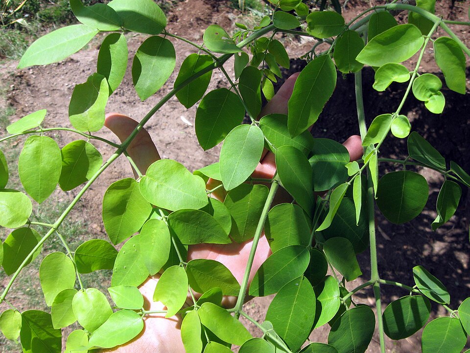 Moringa Leaves from Ghana