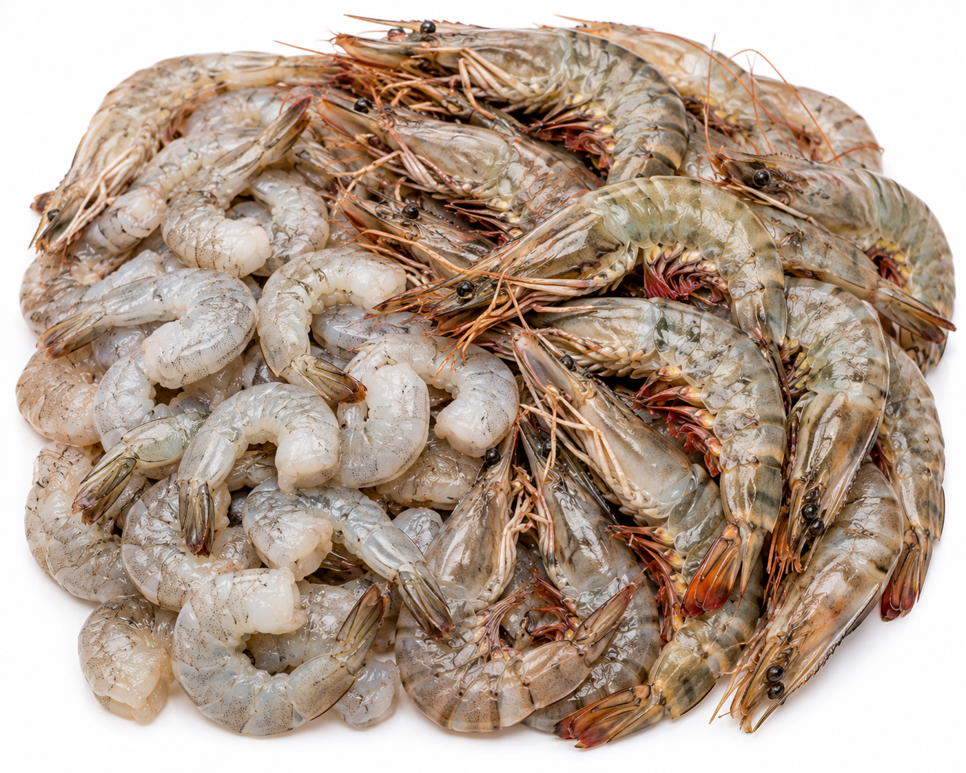 Shrimp & Prawns